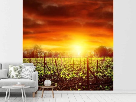 Fotobehang The Vineyard At Sunset