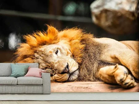 Fototapet Relaxed Lion