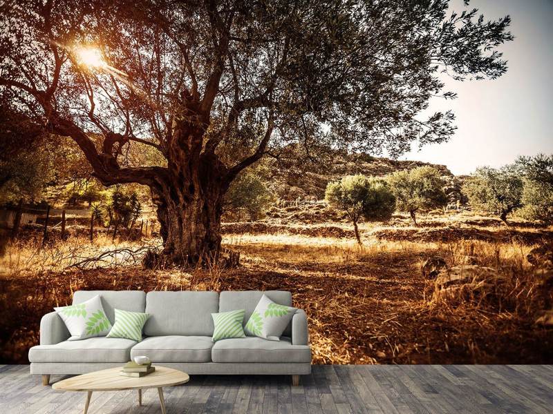 Wall Mural Photo Wallpaper Olive Grove