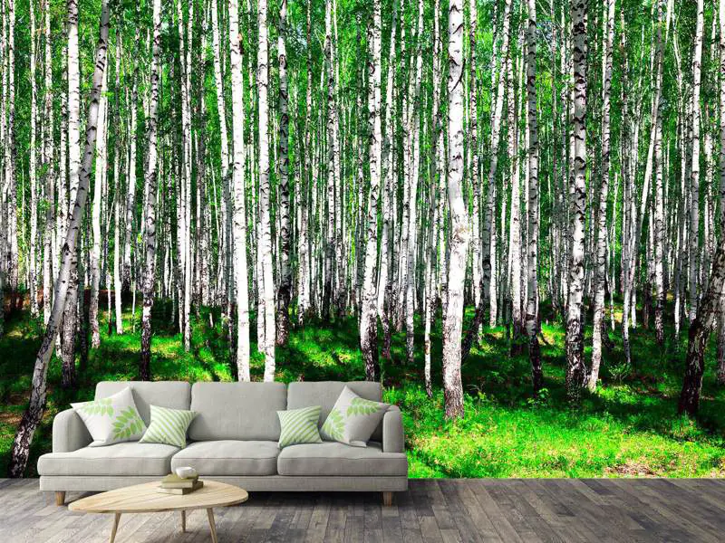 Papier peint photo Forêt de bouleaux en été