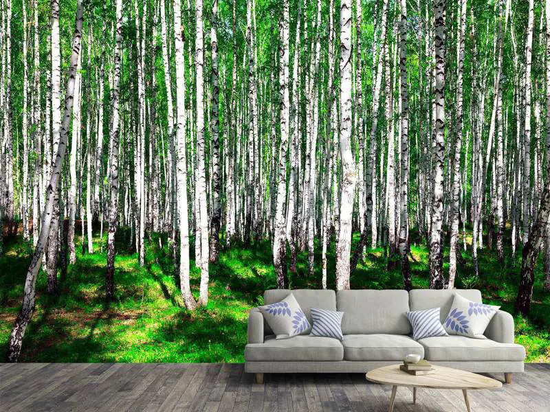 Papier peint photo Forêt de bouleaux en été