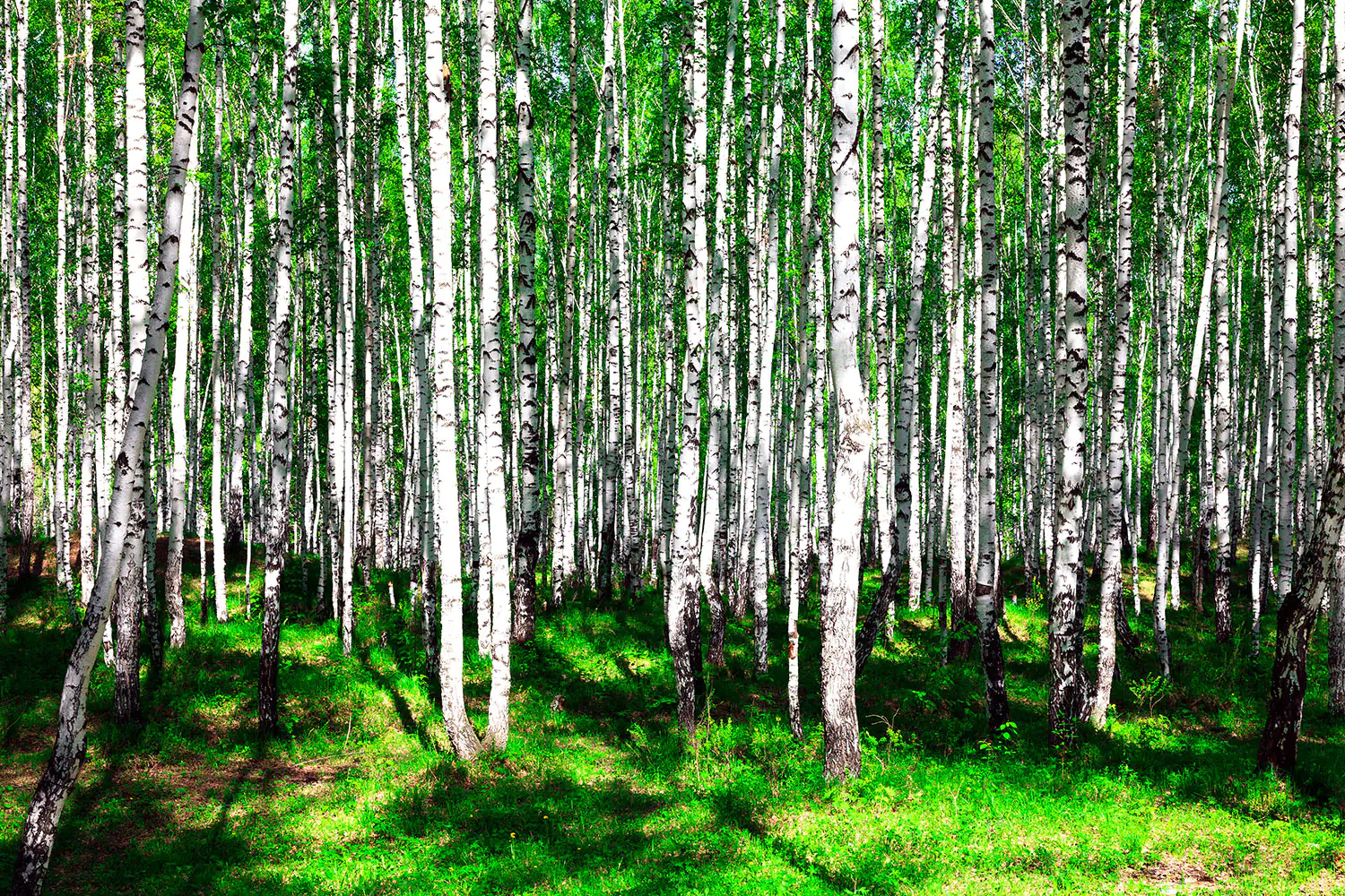 Valokuvatapetti Summerly Birch Forest