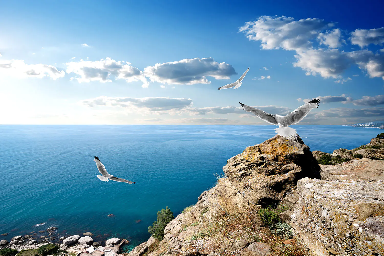 Wall Mural Photo Wallpaper The Seagulls And The Sea