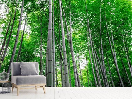 Papier peint photo Forêt de bambous