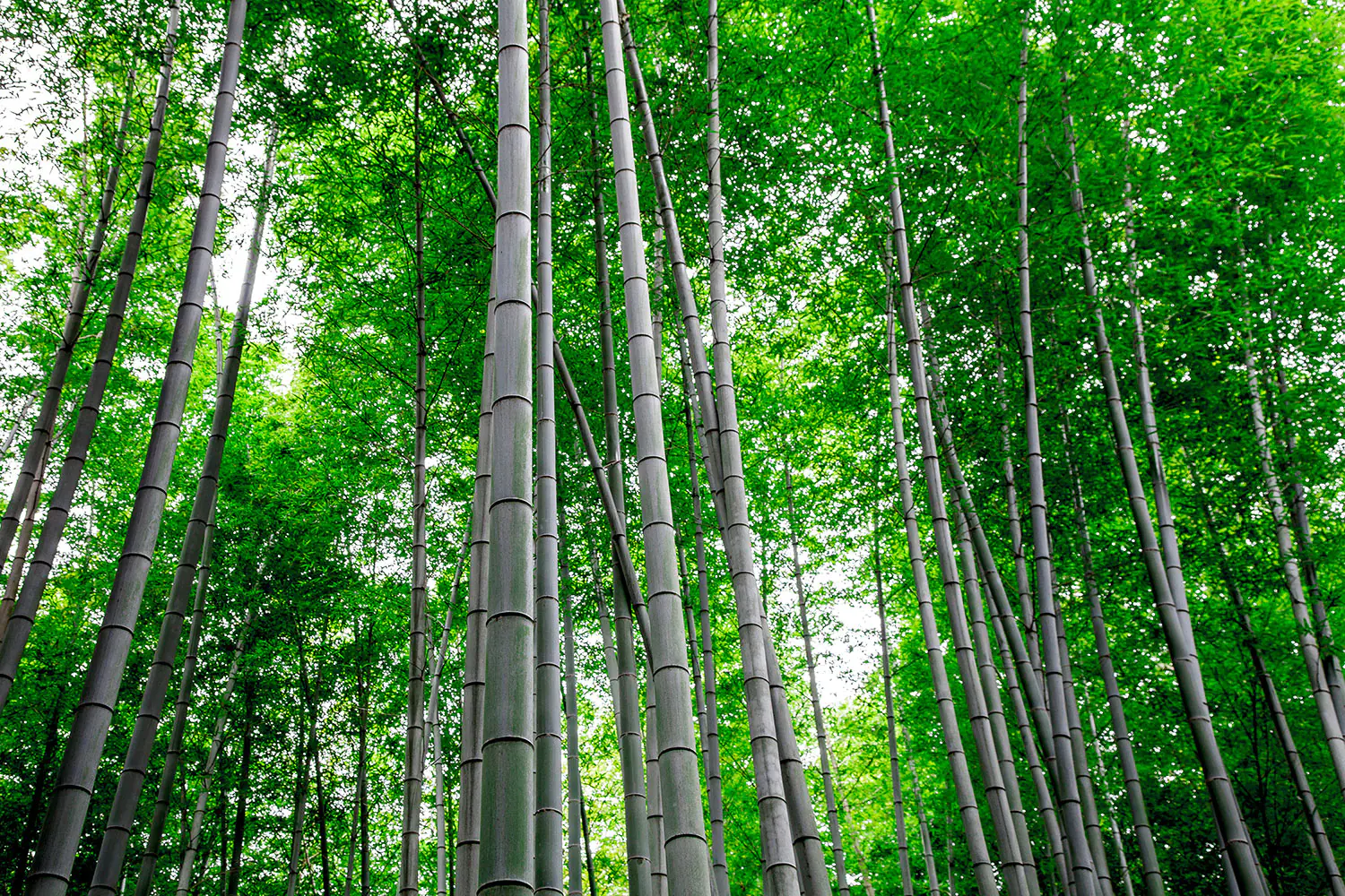 Wallpaper : bamboo, vertical, wood 2560x1600 - goodfon - 1102357 - HD  Wallpapers - WallHere