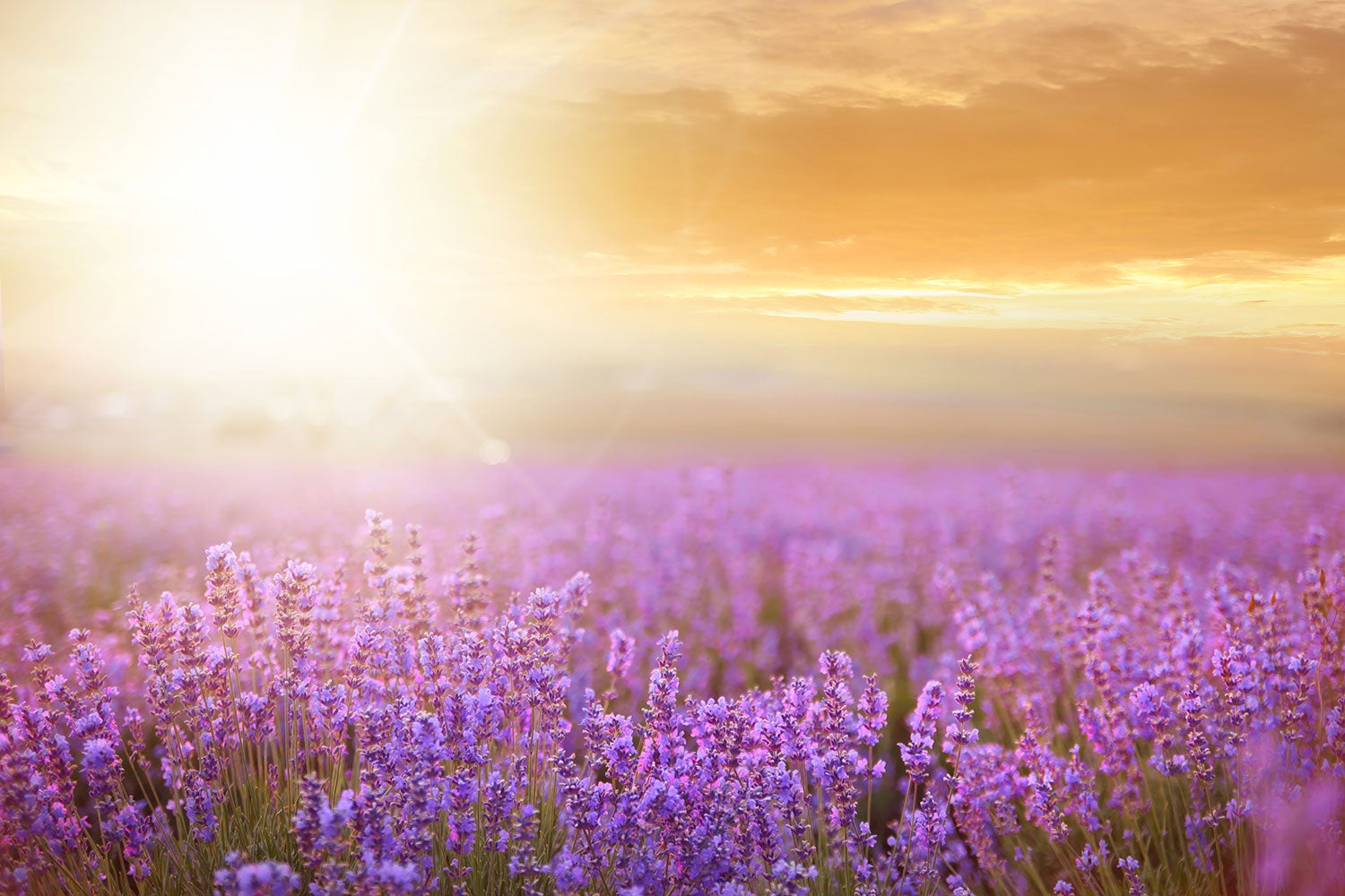 Fototapet Sunset In Lavender Field