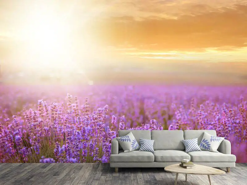 Fototapet Sunset In Lavender Field
