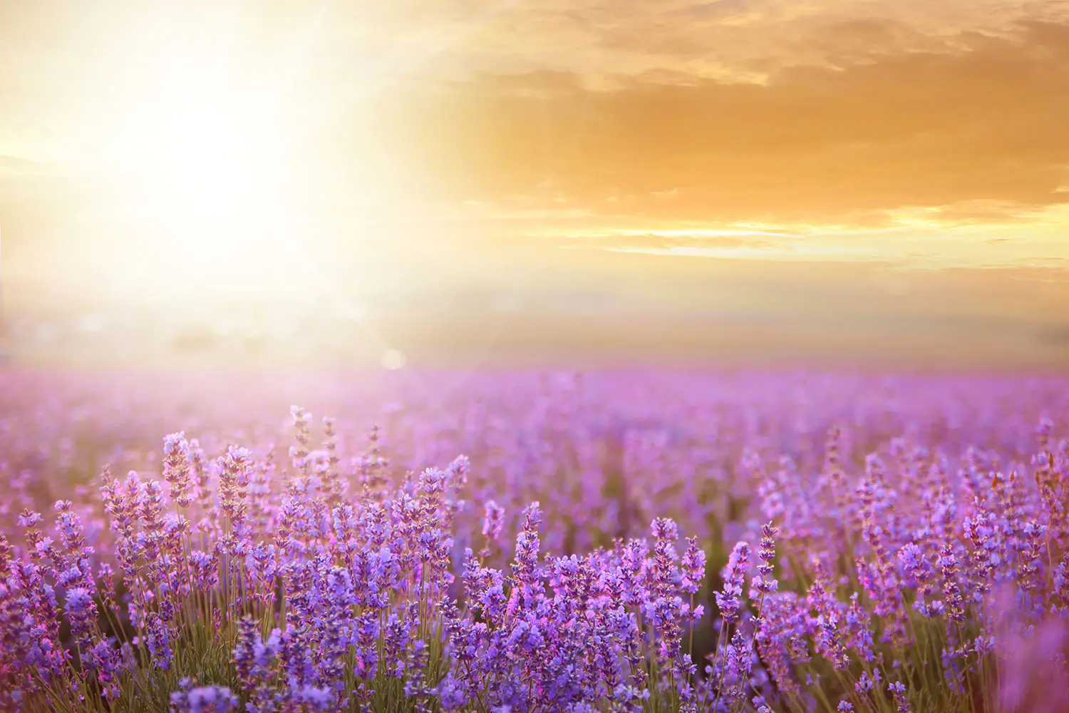 Valokuvatapetti Sunset In Lavender Field