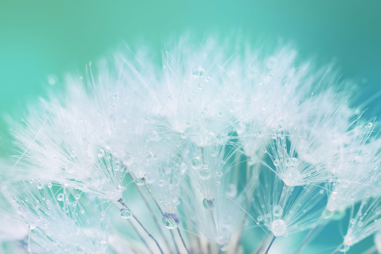 Wall Mural Photo Wallpaper Close Up Dandelion In Morning Dew