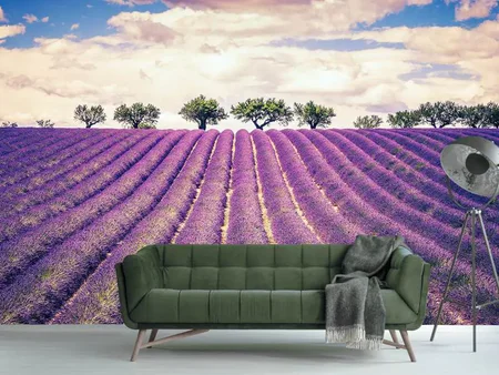 Wall Mural Photo Wallpaper The Lavender Field
