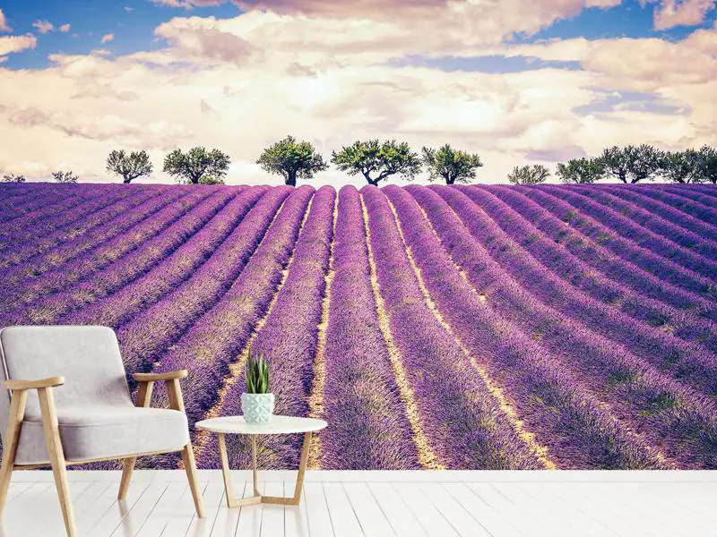lilac field wallpaper