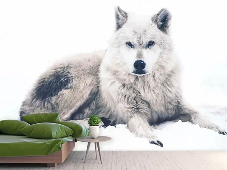 Wall Mural Photo Wallpaper The Wolf