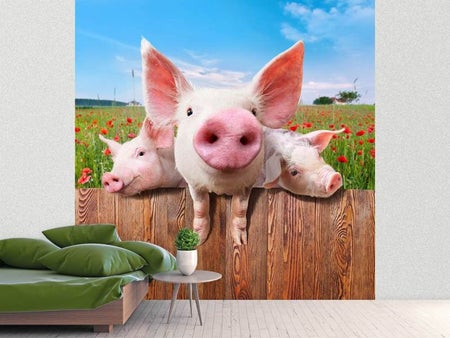 Fototapete Schweinchen im Glück