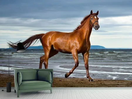 Fotobehang A Thoroughbred At The Sea