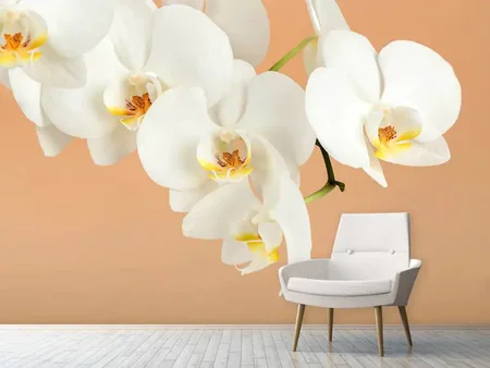 Fotomurale Fiori di orchidea bianca