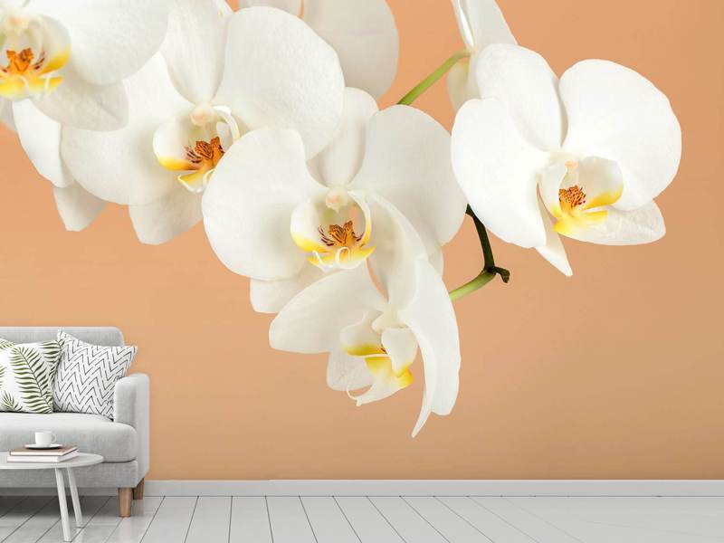 Wall Mural Photo Wallpaper White Orchid Flowers