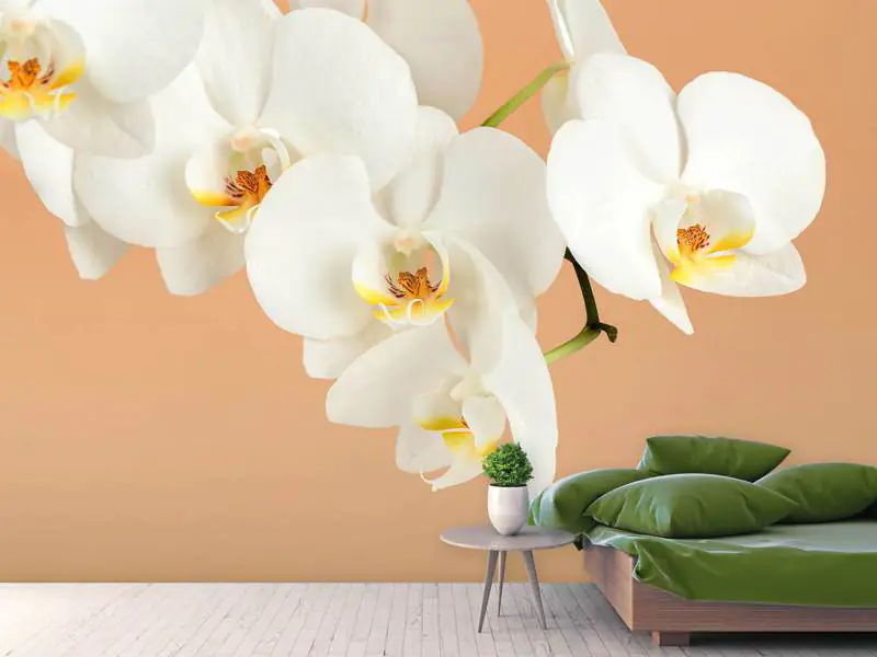 Fototapet White Orchid Flowers