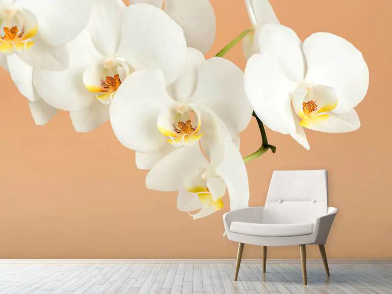 Valokuvatapetti White Orchid Flowers