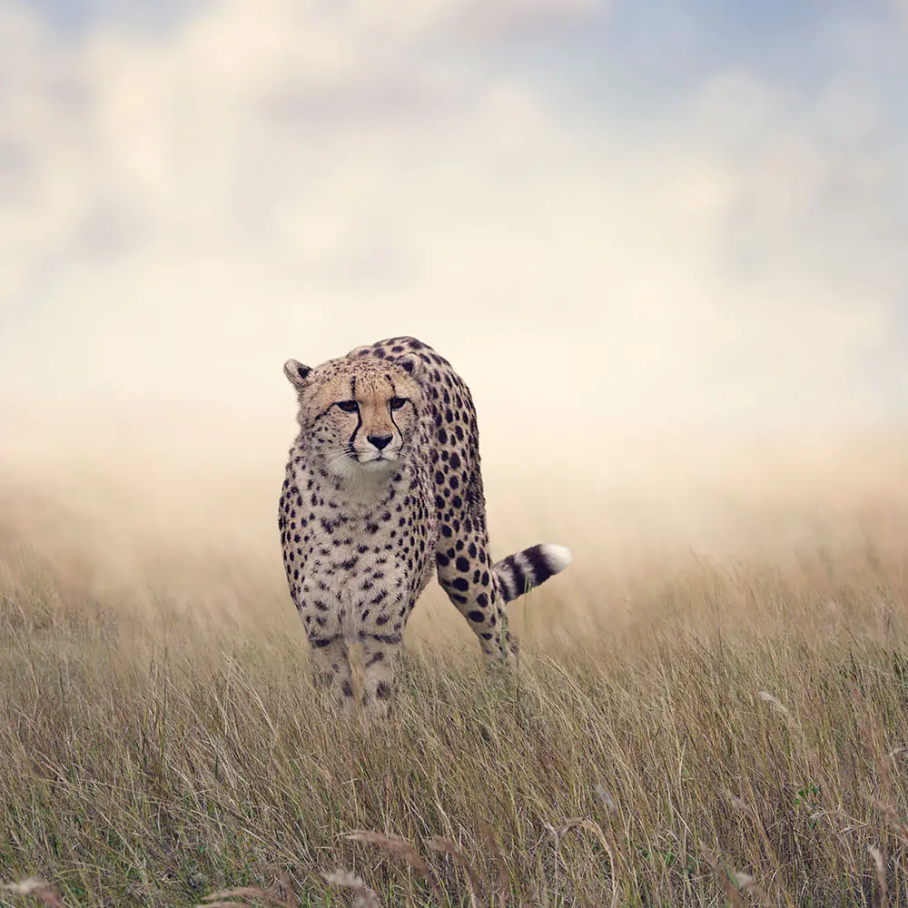 Valokuvatapetti The Cheetah
