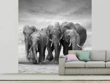 Fotobehang The Elephants
