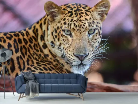 Fotomurale Leopardo