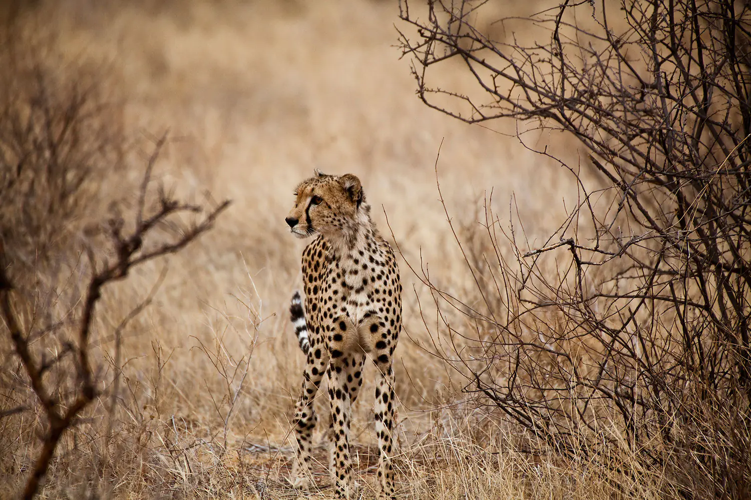Fototapet Elegant Cheetah