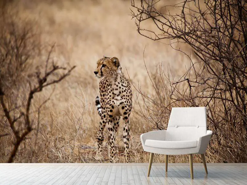 Fototapet Elegant Cheetah