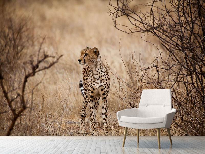 Valokuvatapetti Elegant Cheetah