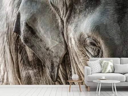 Wall Mural Photo Wallpaper Close Up Elephant