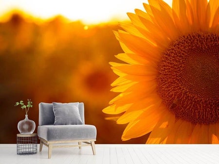 Fototapete Macro-Sonnenblume