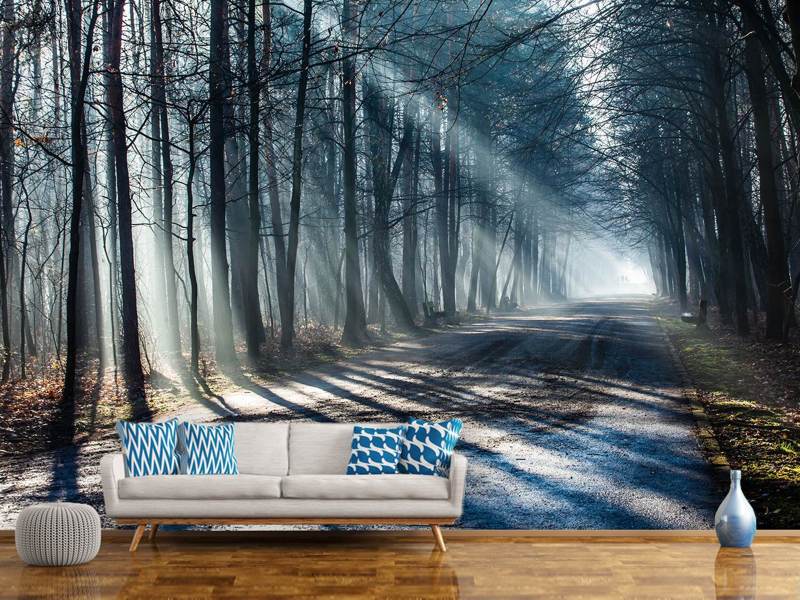 Wall Mural Photo Wallpaper Forest In The Light Beam