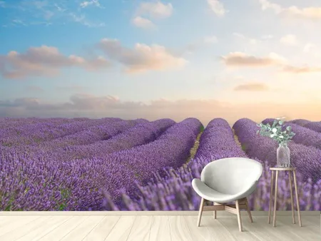 Wall Mural Photo Wallpaper The Blooming Lavender Field