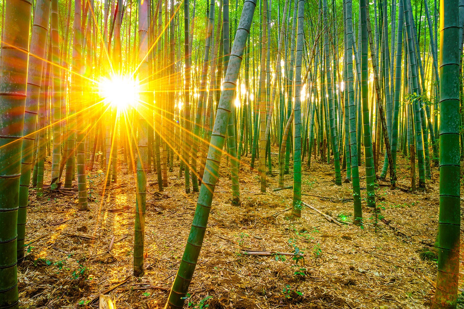 Fotobehang Bamboos